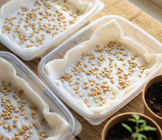 Уход за рассадой паслёновых: как вырастить крепкие томаты, перцы и баклажаны без химии