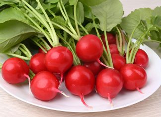 Устойчивые сорта и гибриды овощей — экологический урожай