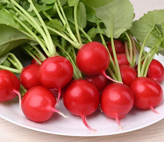 Устойчивые сорта и гибриды овощей — экологический урожай