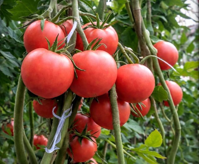 Верлиока F1 — ранний гибрид для старта сезона. Ровные плоды 80–110 г, хорошая устойчивость и спокойная реакция на загущение. Не рекордсмен по вкусу, но надёжный и удобный для начинающих.