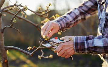 Весенняя обрезка в саду: кому она точно нужна, а кому навредит