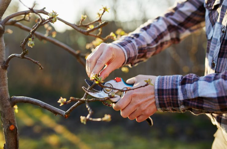 Весенняя обрезка в саду: кому она точно нужна, а кому навредит Весенняя обрезка в саду: кому она точно нужна, а кому навредит