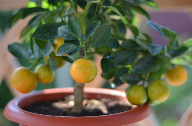 Каламондин — гибрид мандарина и кумквата. Компактное, очень декоративное деревце, усыпанное яркими плодами почти круглый год. Самоплодный, плодоносит даже при умеренном освещении. Плоды кислые с лёгкой горчинкой, чаще идут в чай и кулинарию.