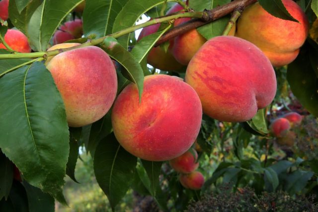 Вулкан оправдывает своё название: мощное дерево быстро вступает в плодоношение и стабильно даёт крупные, ярко окрашенные плоды. Персик Вулкан сладкий, ароматный, с плотной мякотью и хорошей транспортабельностью.