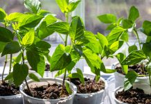 Выращиваем идеальную рассаду перца — от посева до высадки