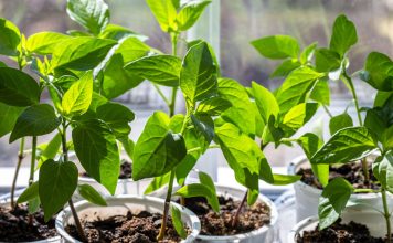 Выращиваем идеальную рассаду перца — от посева до высадки
