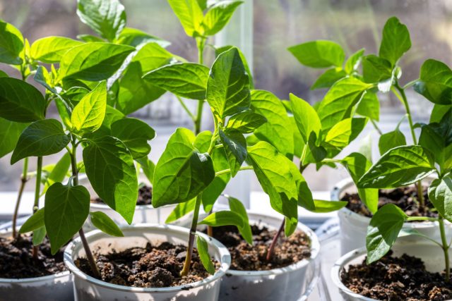 Выращиваем идеальную рассаду перца — от посева до высадки