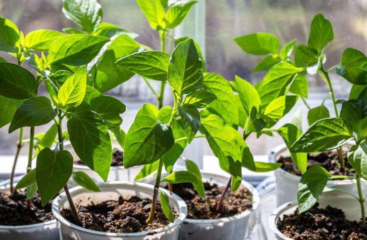 Выращиваем идеальную рассаду перца — от посева до высадки