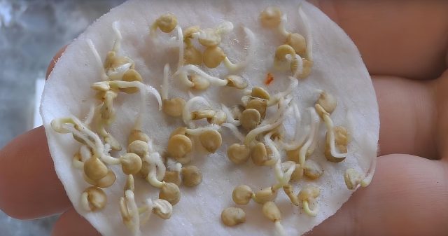 Качественные обработанные семена можно сеять сухими. Свои или сомнительные — протравливаем и при желании проращиваем при +25–28°C. Это ускорит всходы и снизит риск болезней.