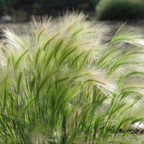 Ячмень гривастый Ячмень гривастый
