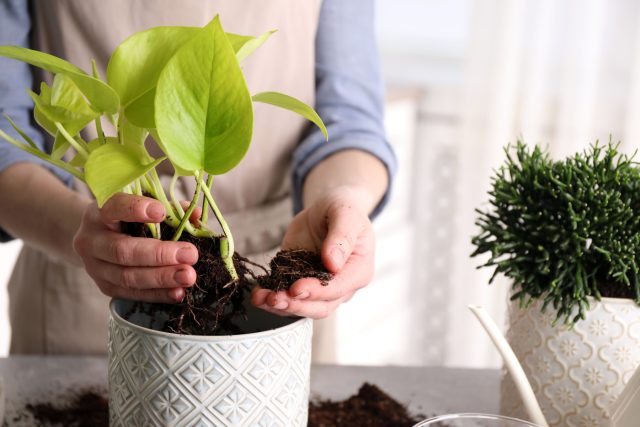 Регулярный контакт с живой землёй увеличивает разнообразие микробиома кожи и слизистых. А это напрямую связано с более устойчивой иммунной реакцией и снижением риска аллергий.