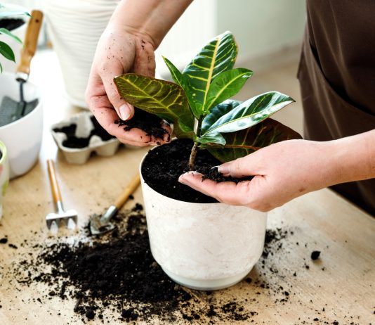 Зачем домашним цветам живая земля, а нашему иммунитету — её бактерии? - Комнатные растения Зачем домашним цветам живая земля, а нашему иммунитету — её бактерии?