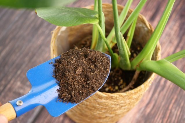 Добавление биогумуса, мха или микоризы превращает субстрат в активную экосистему. Такая почва усиливает рост растений и поддерживает естественный микробный баланс в доме.