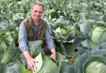 Сорта и гибриды овощей, которые точно не подведут Сорта и гибриды овощей, которые оправдают ожидания