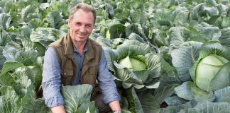 Сорта и гибриды овощей, которые оправдают ожидания