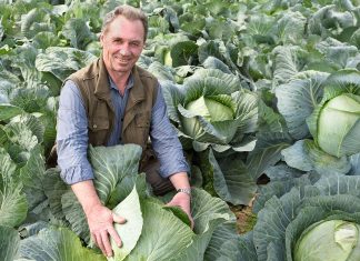 Сорта и гибриды овощей, которые оправдают ожидания