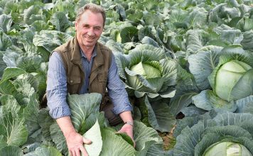 Сорта и гибриды овощей, которые оправдают ожидания