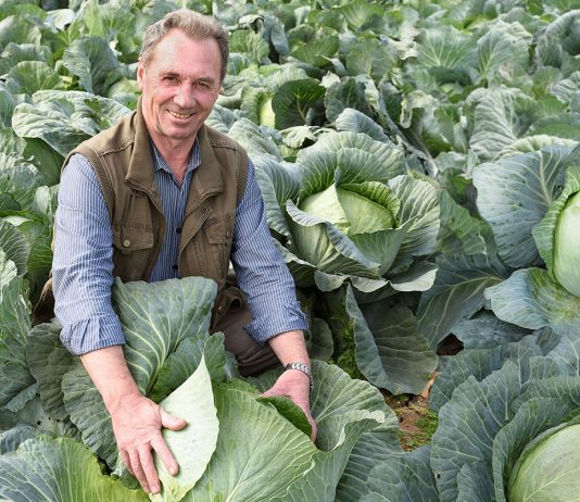 Сорта и гибриды овощей, которые точно не подведут - Сад и огород Сорта и гибриды овощей, которые оправдают ожидания