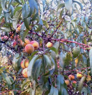 Желтомясые настоящие персики