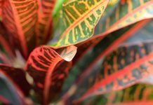 Уход за кротоном в домашних условиях: как вырастить яркое чудо