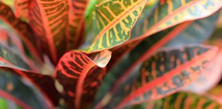 Уход за кротоном в домашних условиях: как вырастить яркое чудо