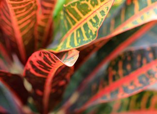 Уход за кротоном в домашних условиях: как вырастить яркое чудо