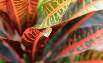 Уход за кротоном в домашних условиях: как вырастить яркое чудо