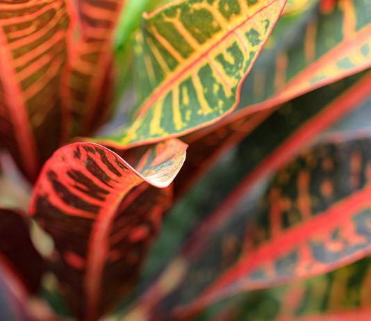 Уход за кротоном в домашних условиях: как вырастить яркое чудо