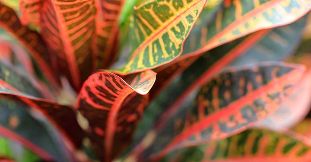 Уход за кротоном в домашних условиях: как вырастить яркое чудо