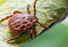 Обработка участка от клещей — надежная защита и прогулки без страха Обработка участка от клещей — надежная защита и прогулки без страха