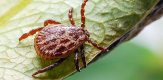 Обработка участка от клещей — надежная защита и прогулки без страха