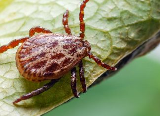 Обработка участка от клещей — надежная защита и прогулки без страха