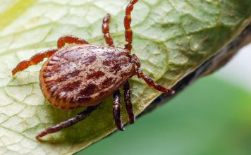 Обработка участка от клещей — надежная защита и прогулки без страха Обработка участка от клещей — надежная защита и прогулки без страха