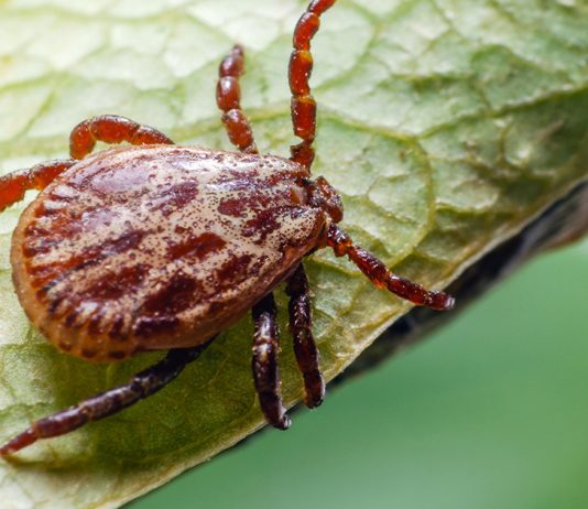 Обработка участка от клещей — надежная защита и прогулки без страха