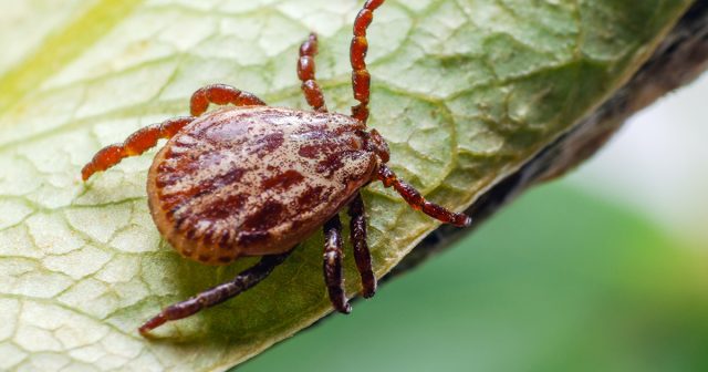 Обработка участка от клещей — надежная защита и прогулки без страха Обработка участка от клещей — надежная защита и прогулки без страха