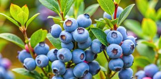 Чем подкормить голубику для хорошего урожая?