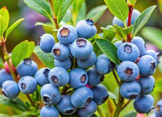 Чем подкормить голубику для хорошего урожая?