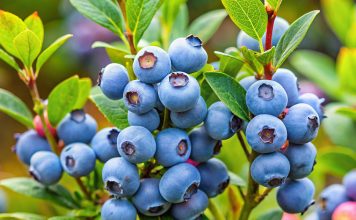 Чем подкормить голубику для хорошего урожая?