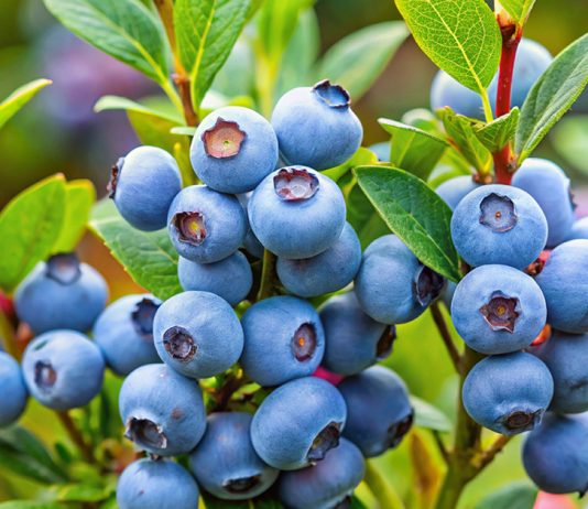 Чем подкормить голубику для хорошего урожая?