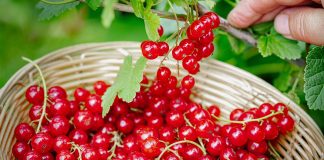 Подкормка смородины для большого и сладкого урожая