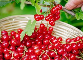 Подкормка смородины для большого и сладкого урожая