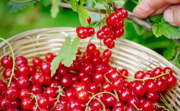 Подкормка смородины для большого и сладкого урожая Подкормка смородины для большого и сладкого урожая