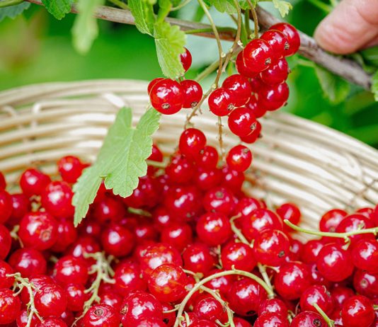 Подкормка смородины для большого и сладкого урожая - Сад и огород Подкормка смородины для большого и сладкого урожая