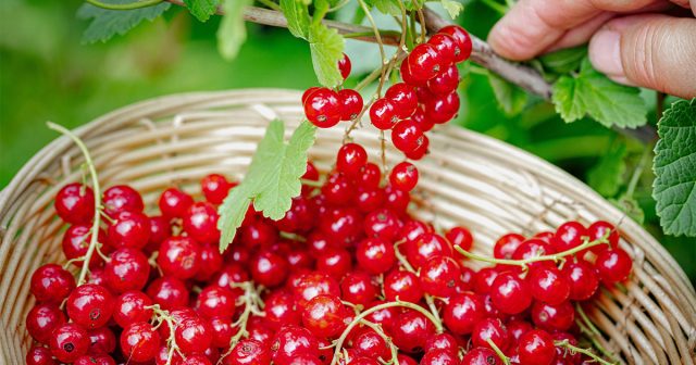 Подкормка смородины для большого и сладкого урожая