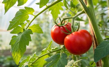 Чем лучше подкормить томаты: календарь подкормок