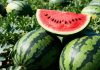 Как получить сладкие и крупные арбузы — подкормки от рассады и до плодоношения