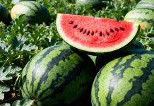 Как получить сладкие и крупные арбузы — подкормки от рассады и до плодоношения
