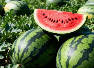 Как получить сладкие и крупные арбузы — подкормки от рассады и до плодоношения