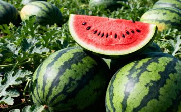 Как получить сладкие и крупные арбузы — подкормки от рассады и до плодоношения
