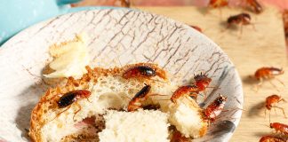 Как эффективно потравить тараканов в квартире?